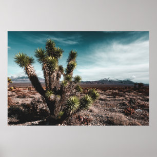 Affiche Deserts Cholla