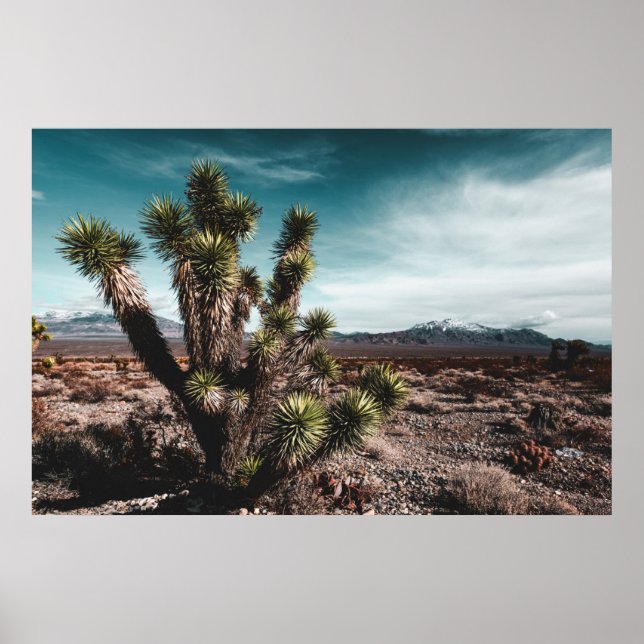 Affiche Deserts | Cholla (Devant)