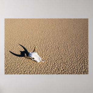 Affiche Deserts Cow Skull on the Desert Ground