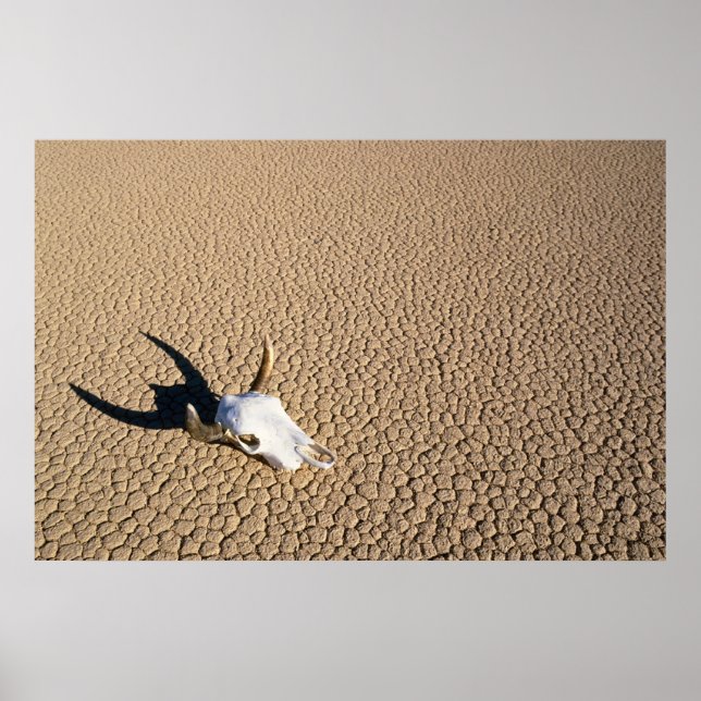 Affiche Deserts | Cow Skull on the Desert Ground (Devant)