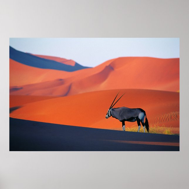 Affiche Deserts | Namib Desert Oryx (Devant)