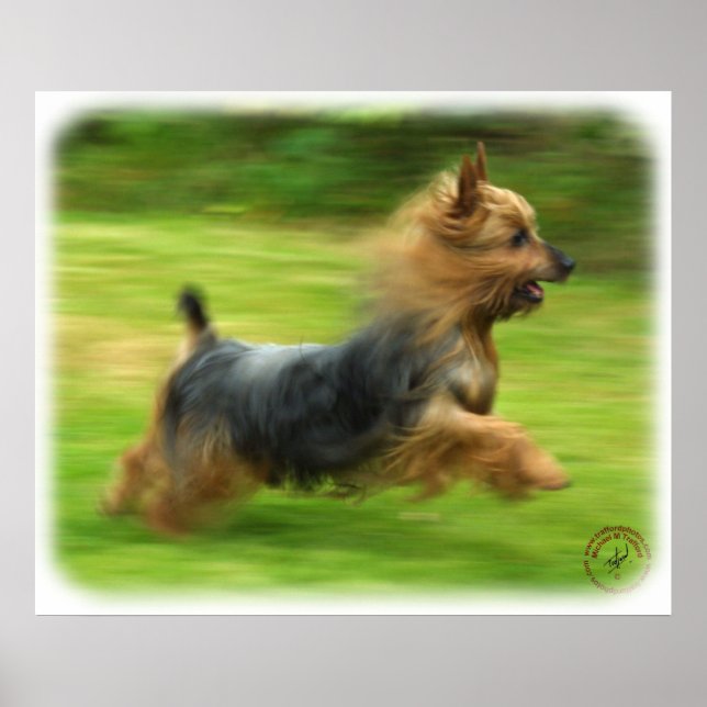 Affiche Design australien Silky Terrier (Devant)