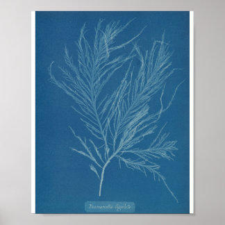 Affiche Desmarestia ligulata par Anna Atkins