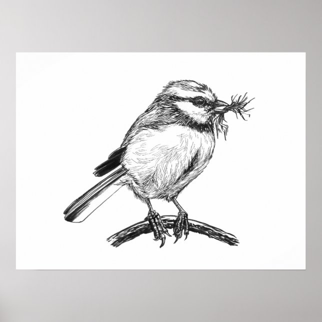 Affiche Dessin à l'encre de mésange bleue (Devant)