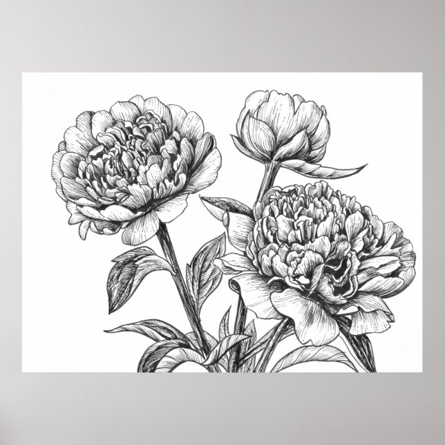 Affiche Dessin à l'encre de pivoine (Devant)