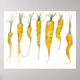 Affiche Dessin à l'encre et aquarelle de carottes du jardi