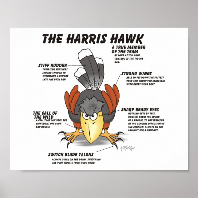 Affiche Dessin animé de la buse de Harris (Devant)