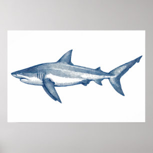 Affiche Dessin antique du grand requin blanc