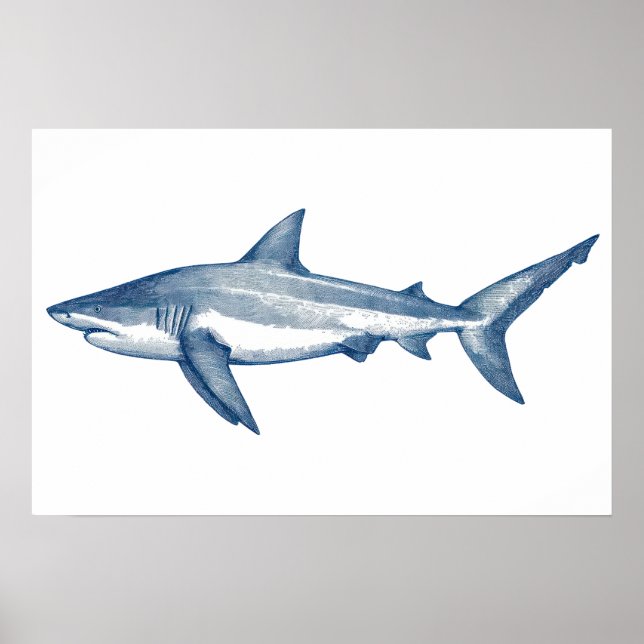Affiche Dessin antique du grand requin blanc (Devant)
