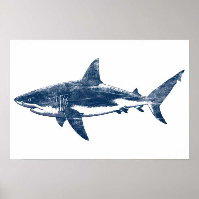 Affiche Dessin antique du grand requin blanc II (Devant)