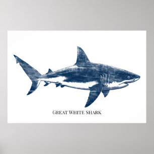 Affiche Dessin antique d'un requin