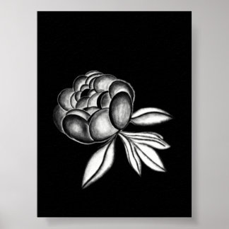 Affiche dessin au crayon de pivoines