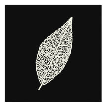 Dessin au trait de feuille de squelette noir et bl