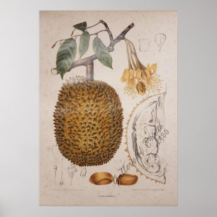 Affiche dessin botanique vintage de durian