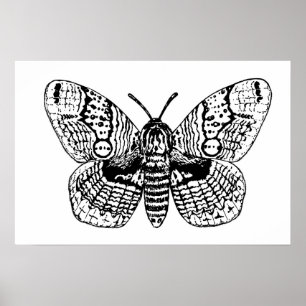 Affiche Dessin Brahmin moth