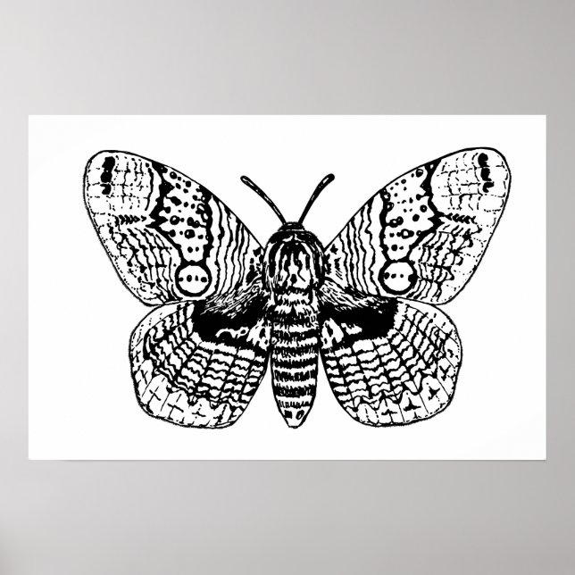 Affiche Dessin Brahmin moth (Devant)