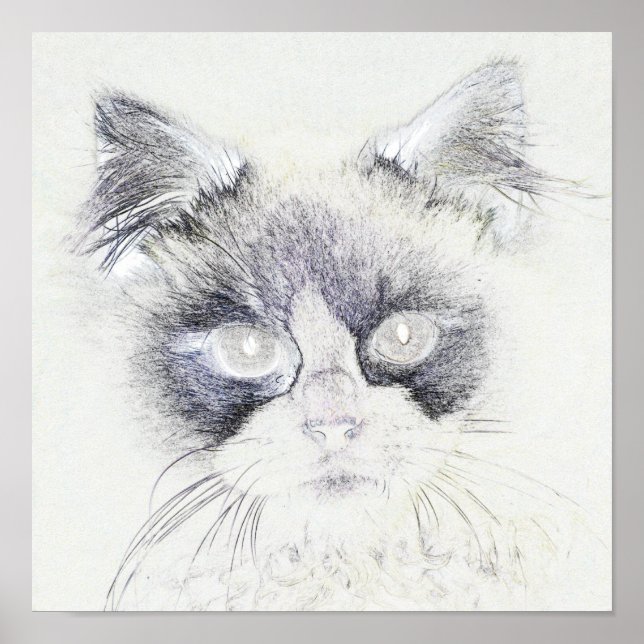 Affiche Dessin crayon de chat (Devant)