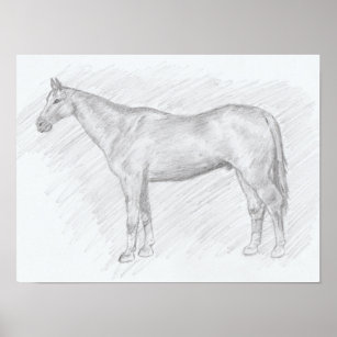 Affiche Dessin crayon de cheval