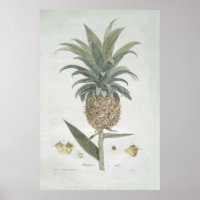 Dessin d'ananas Vintage rétro