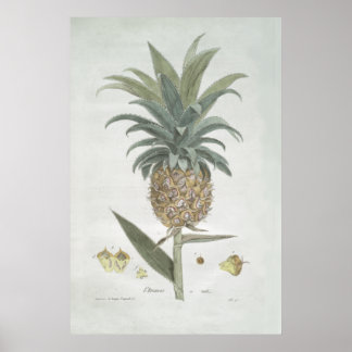 Affiche Dessin d'ananas Vintage rétro