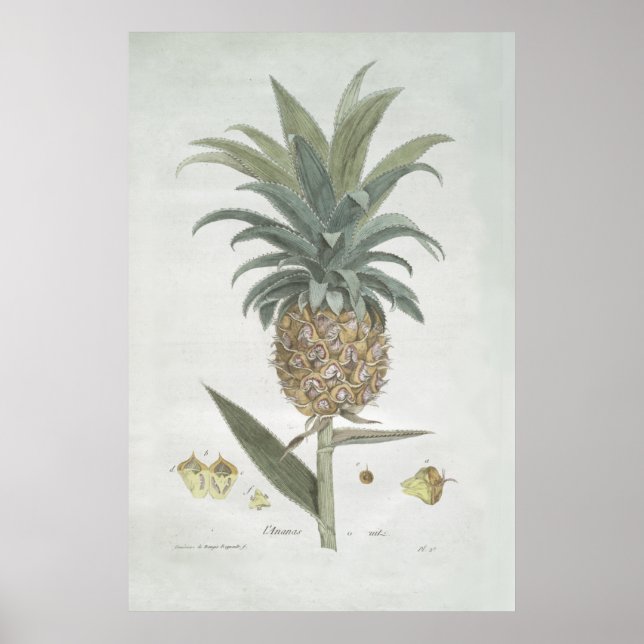 Affiche Dessin d'ananas Vintage rétro (Devant)