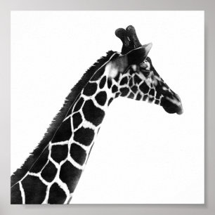Affiche Dessin de charbon de bois Giraffe