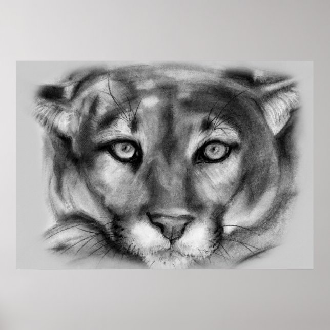 Affiche Dessin de cougar (Devant)