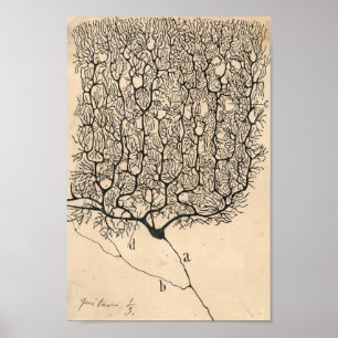 Affiche Dessin De Neuron Par Santiago Ramón Y Cajal