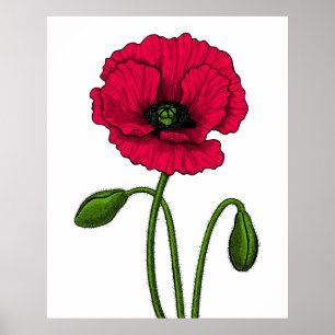 Affiche Dessin de pavot rouge