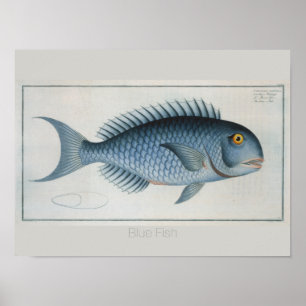Affiche Dessin de poisson bleu Vintage