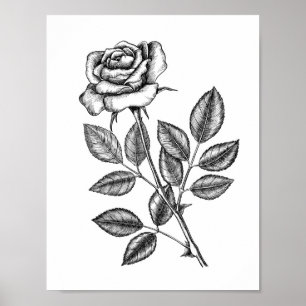 Affiche Dessin de rose 2