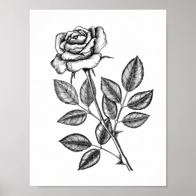 Affiche Dessin de rose 2 (Devant)