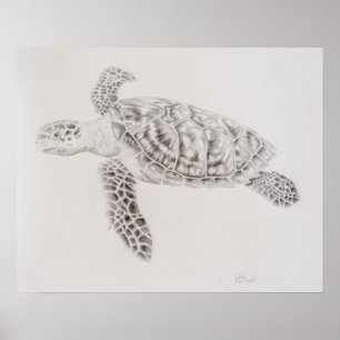 Affiche Dessin de tortue de mer côtière