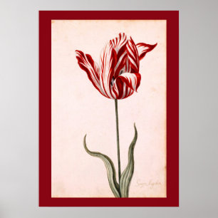 Affiche Dessin de tulipe vintage