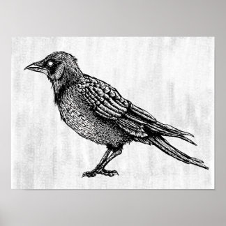 Affiche Dessin d'encre gothique noir et blanc corbeau
