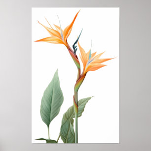 Affiche Dessin d'oiseau de paradis (fleur)