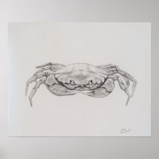 Affiche Dessin du crabe côtier (Devant)