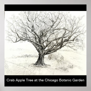 Affiche Dessin du stylet et de l'arbre d'encre