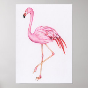 Affiche Dessin Flamant rose mignon