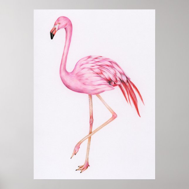 Affiche Dessin Flamant rose mignon (Devant)