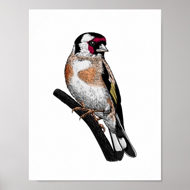 Affiche Dessin Goldfinch (Devant)