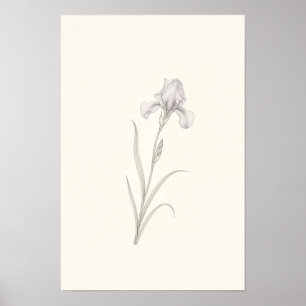 Affiche Dessin minimaliste d'iris délicat - Art botanique