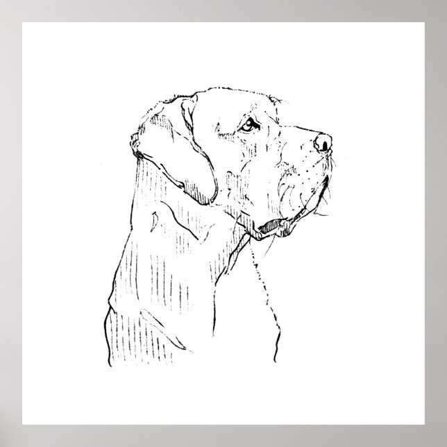 Affiche Dessin mural d'un Labrador Retriever calme, dessin (Devant)