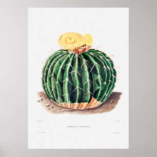Affiche Dessin Nopal d'une image Plante Cactus Fleur Cactu