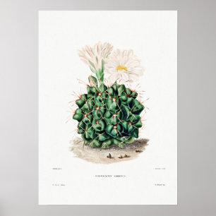 Affiche Dessin Nopal d'une image Plante Cactus Fleur Cactu
