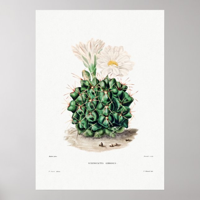 Affiche Dessin Nopal d'une image Plante Cactus Fleur Cactu (Devant)