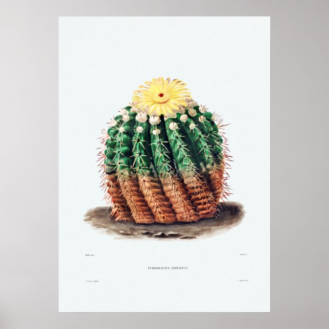 Affiche Dessin Nopal d'une image Plante Cactus Fleur Cactu (Devant)