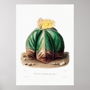 Affiche Dessin Nopal d'une image Plante Cactus Fleur Cactu