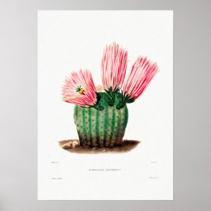 Affiche Dessin Nopal d'une image Plante Cactus Fleur Cactu
