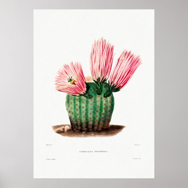Affiche Dessin Nopal d'une image Plante Cactus Fleur Cactu (Devant)